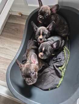 Französische bulldoggen welpen - Bad Schmiedeberg