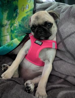Kleine Mopsdame sucht neues Heim (6 Monate) - Duchroth