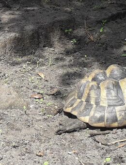 Griechische Landschildkröten zu verkaufen - Gifhorn