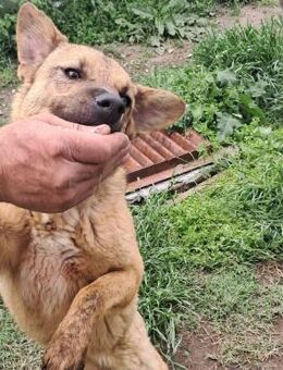 💛 Einzigartiger Tito sucht Herzmenschen - Eislingen (Fils)