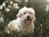 Falcor - Senior möchte geliebt werden - Lohmar