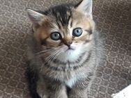 BKH Kitten / Kätzchen suchen Familien - Hamburg