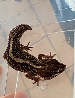 Madagaskar Großkopfgeckos - Karlsbad