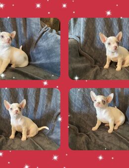 Chihuahua Welpe Mädchen reinrassig - Hannover Bothfeld-Vahrenheide