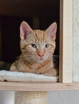 Kitten kater rot - Uelzen