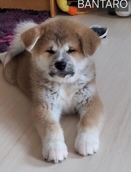 Akita Welpe - Berlin