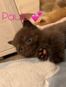 BKH kitten mit Stammbaum - Dortmund Menglinghausen