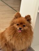 Liebevolle neue Familie für meinen Pomeranian gesucht in 41836