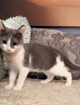 Süße Jill 4 Monate sucht Kuschelplatz - Stelle