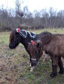 Biete Pflegepony für Familie in 28876