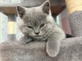 Britisch Kurzhaar Kitten in 92421