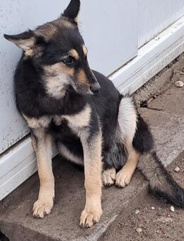 ❤️🐶 lieber Junghund Noks🐶❤️ - Eislingen (Fils)