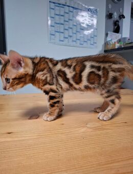 Bengalkitten - Ebsdorfergrund