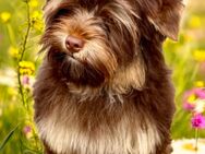 Yorkshire Terrier Welpe Rüde sucht noch das richtige Zuhause - Stuhr