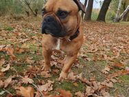 Französische Bulldogge 3 Jahre - Premnitz Zentrum