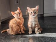 Bkh Kitten - Rendsburg