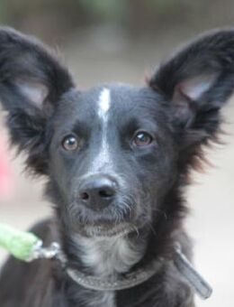 Freja - freundlich & verspielt - Lohmar