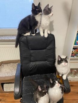 XXL Maine Coon Kitten suchen neues liebevolles Zuhaus - Göppingen