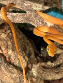 Corallus hortulanus – Gartenboa in 71083