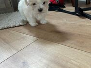 Malteser/Havanese Welpen suchen ein liebevolles zu Hause - Berlin