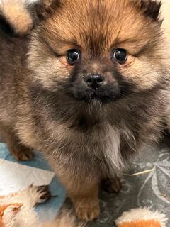 Pomeranian Zwergspitz Welpen