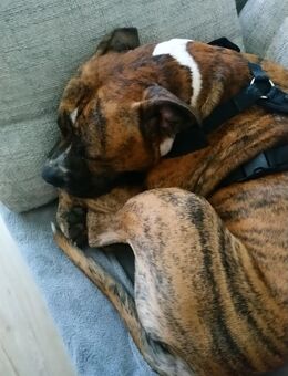 Gebe hier einen lieben Boxer Mix ab. - Wismar