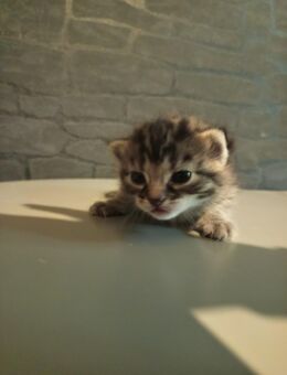 EKH Kitten - Hagen (Stadt der FernUniversität) Altenhagen