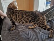 Bengal-Russisch Blau Edelmix - Schöppingen