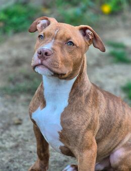 American Bully XL - Wasserlosen