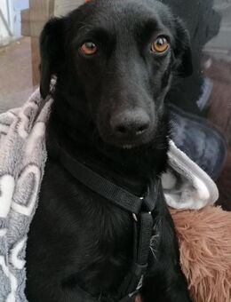 zarte FREYA💖wartet in 01640 Coswig! - Hamburg