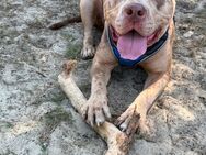 American Bully XL Chocolate Merle Hündin mit ABKC Papieren ! - Delmenhorst