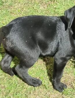 Labrador welpen suchen ein neues Zuhause - Adelsdorf