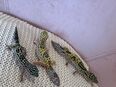 3 Leopardgeckos suchen sehr dringend für immer zuhause !!! in 89129