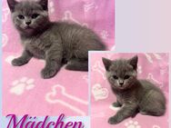 Wunderschöne BKH Kitten - Köln