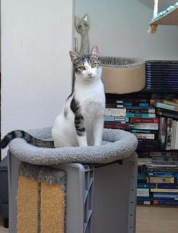 Fluffy sucht weiches Körbchen mit Paco - Margetshöchheim