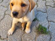 Süße Boxer-Labrador Welpen in Liebevolle Hände abzugeben - Marktbreit