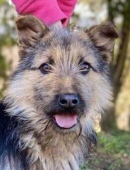 GASTON sucht Familie - Gefrees