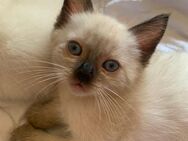 ❤️ Ragdoll babykatzen ❤️ - Erding