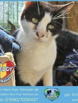 Sanfter Freddy sucht liebevolles Zuhause - Waakirchen