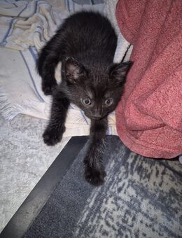Europäisch Kurzhaar Kitten - Velbert