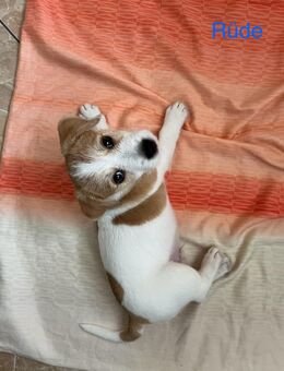 Jack Russell Welpen suchen liebevolles Zuhause - Sulingen Zentrum