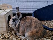 Zwergkaninchen sucht ein neues Zuhause - Berlin Marzahn-Hellersdorf