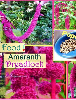 ♥ Ur Gemüse Reggae Amaranth Dreadlock Superfood Heilpflanze Samen,Schneckensicher,Amaranthus caudatus L.,Garten Fuchsschwanz,Tulpenstolz, Pink,Getreide,Gemüse,Färbemittel,essbar - Hamburg