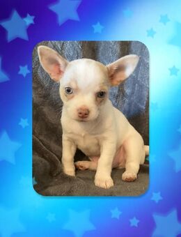 Chihuahua Welpe Rüde reinrassig - Hannover Bothfeld-Vahrenheide