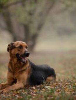 AKASCHA - Bälle sind die beste Erfindung - Overath