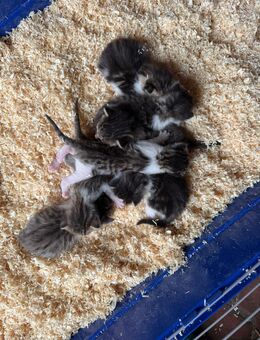 3 kleine Katzen suchen einen neuen Dosenöffner - Kloster Lehnin