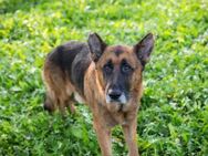 LOU - ruhig und neugierig erkunden - Overath