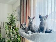 Schöne Russisch blau Kitten vom seriösen Züchter - Paderborn