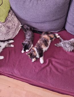 Noch 3 hübsche Maine Coon mix Kitten - Tarmstedt