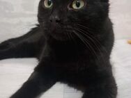 ❣️Mailo-Schmusekater sucht sein 🍀Glück - Eislingen (Fils)